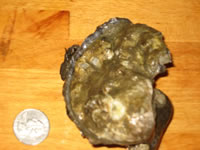 oyster